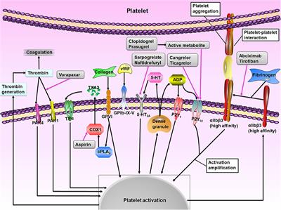 Duration of Dual Antiplatelet Therapy After Implantation of Drug-Coated Balloon